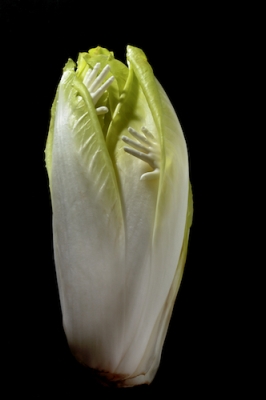 Dita Von Endive - Clarisse Rebotier - Photographie